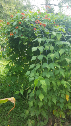 Scarlet Runner beans